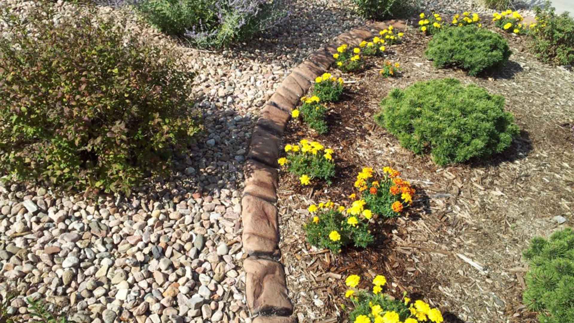 What is the best edging plant?